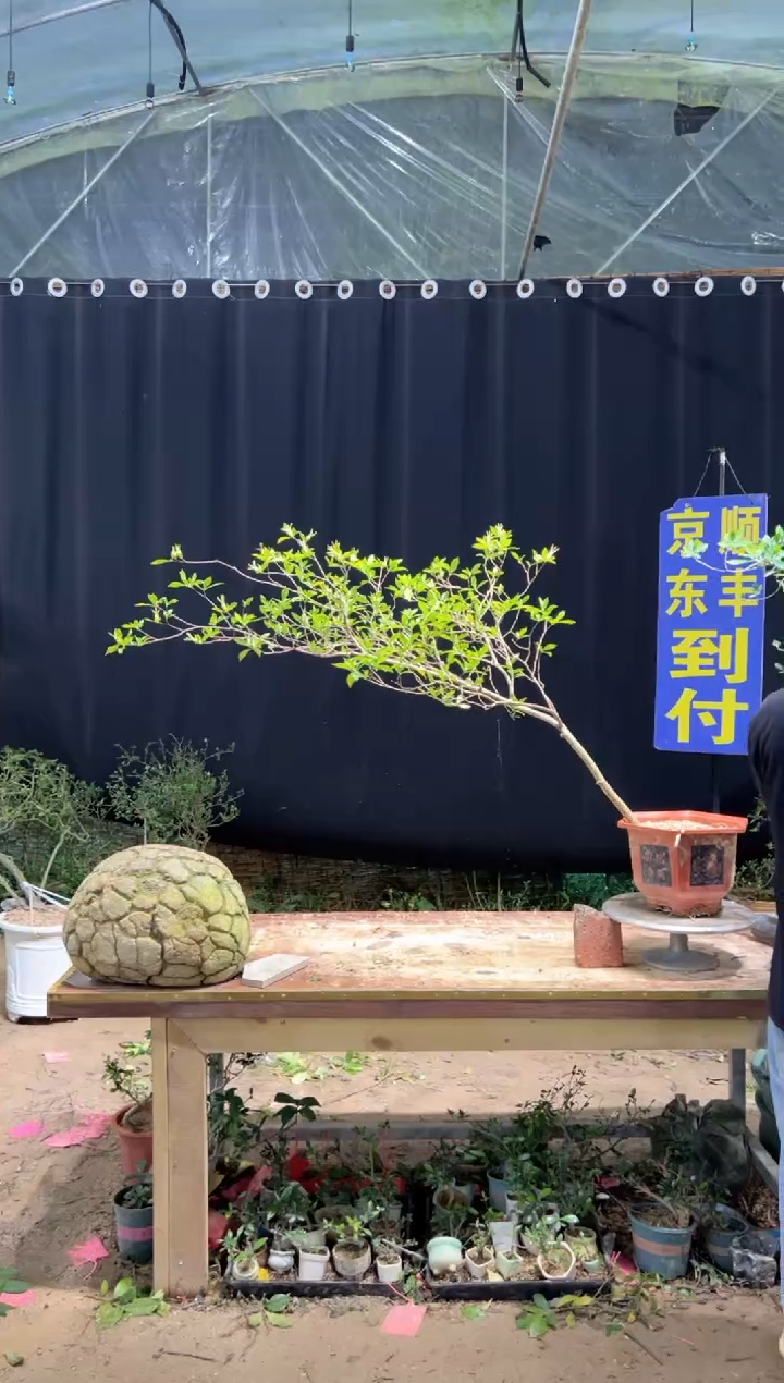 当前无花栽培后可以开花富*海岛栀子花