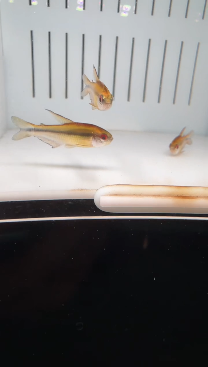 海水F****?浅云魔鬼1条