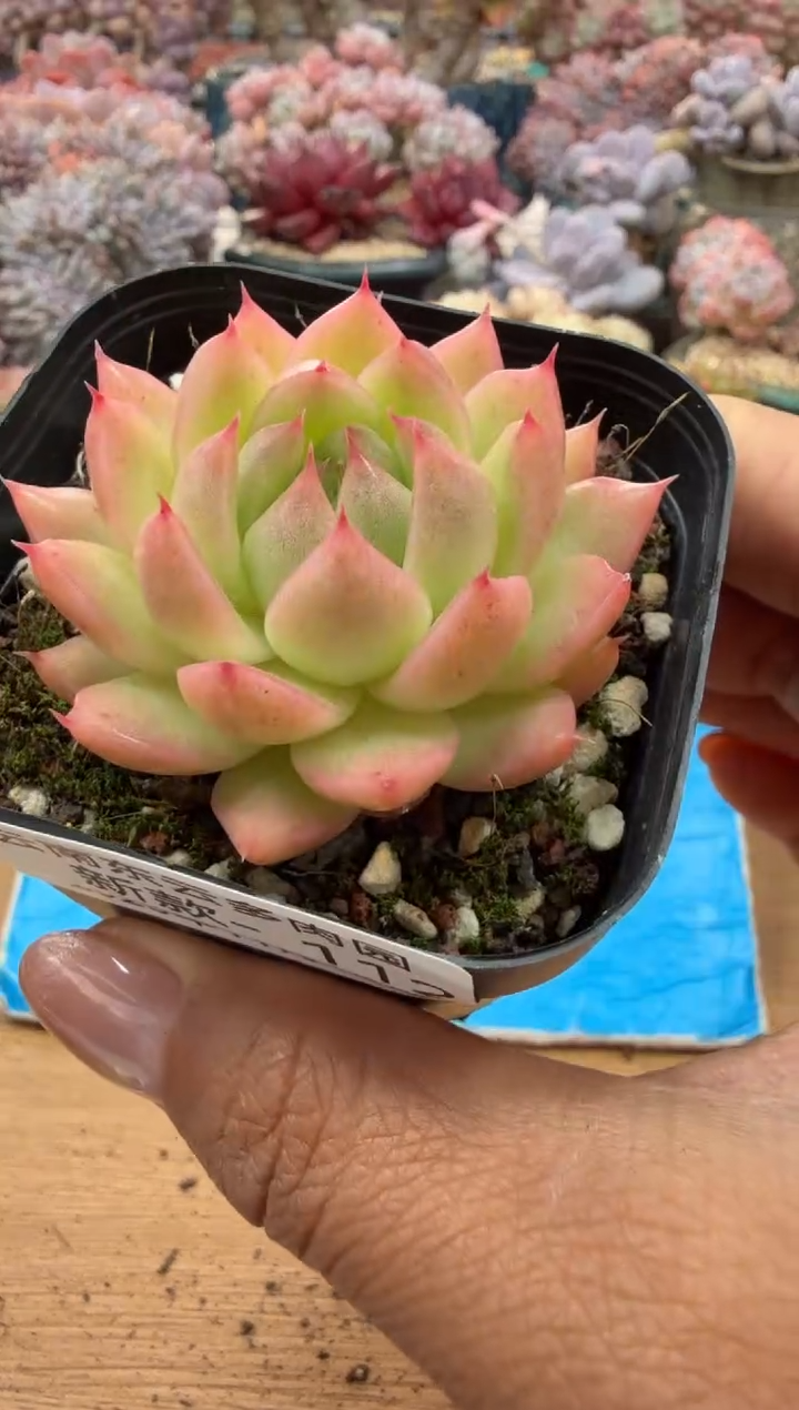 东云多肉园二店-112