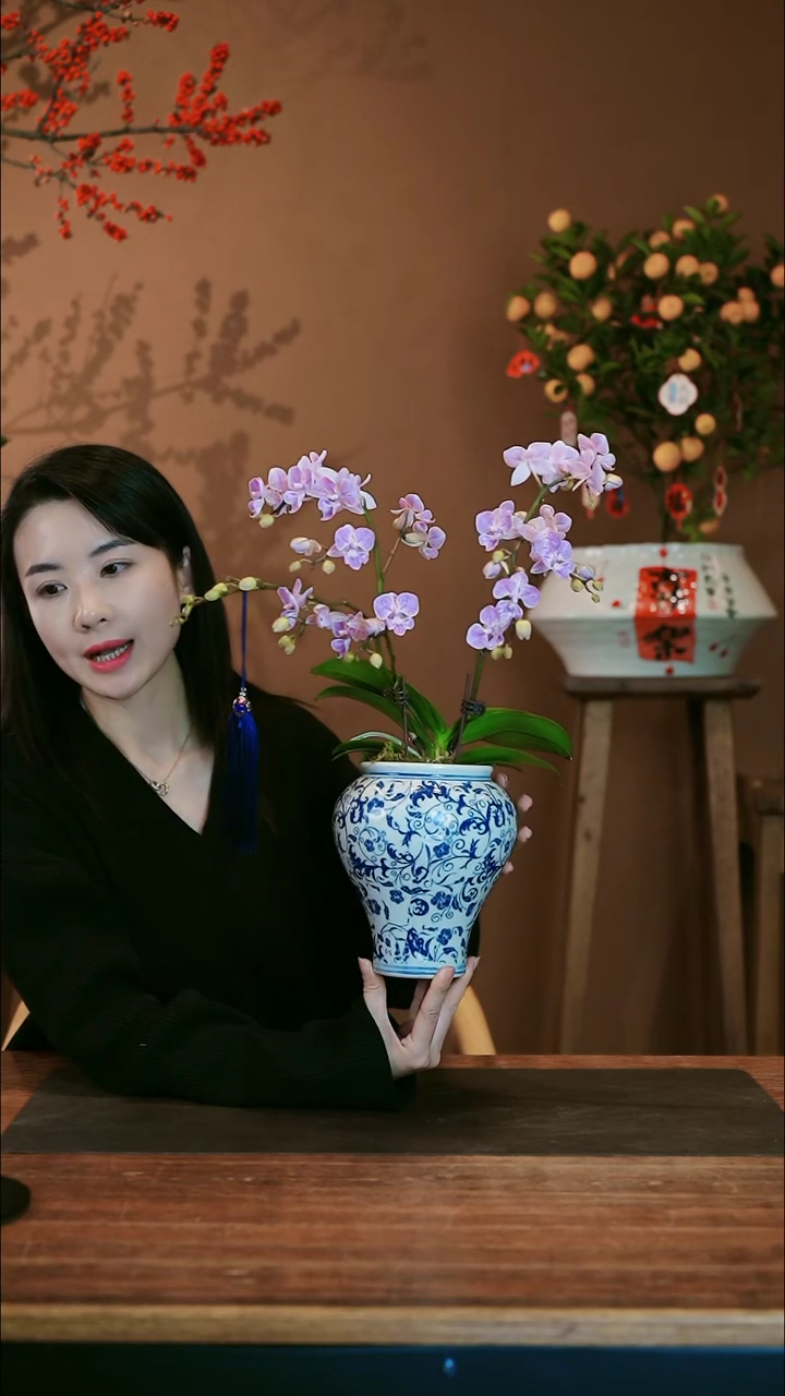 【闪购商品】盆景梦境