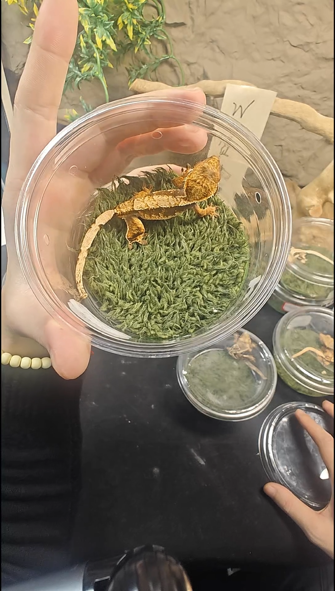 睫角守宫×***是红底奶油25-25