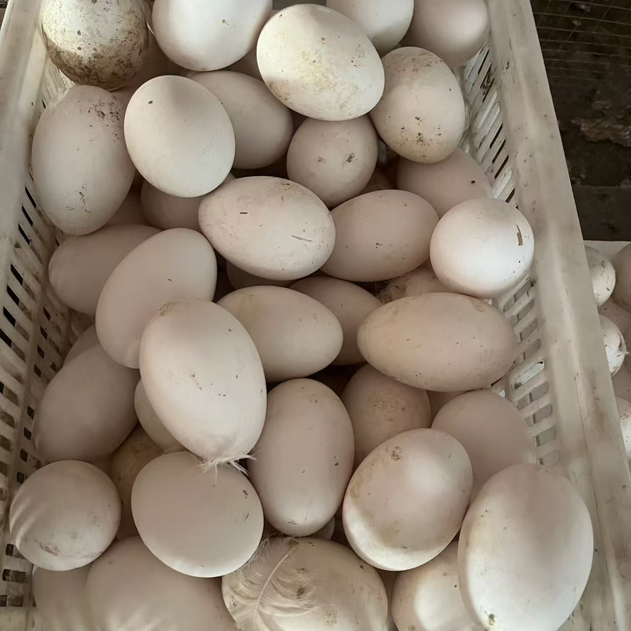 山林放养食五谷杂草新鲜农家散养大鹅蛋
