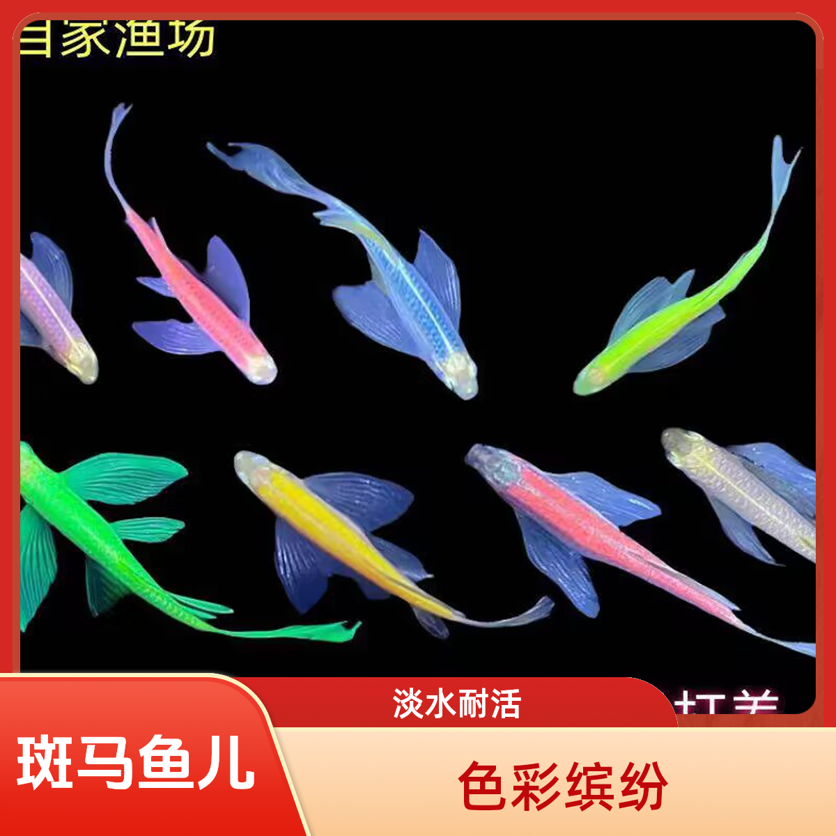 蝶翼斑马鱼小金鱼多彩鱼热带小型鱼淡水好养耐活观赏鱼小型观赏鱼