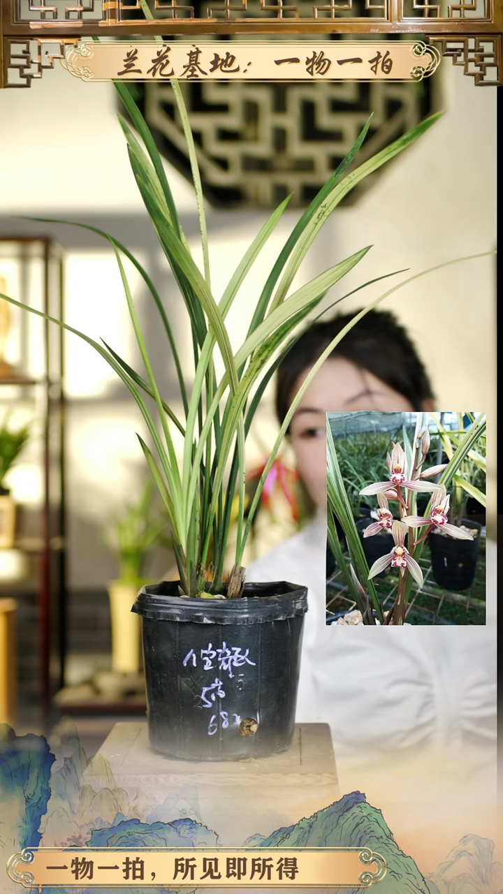 全部花苞八宝奇珍5