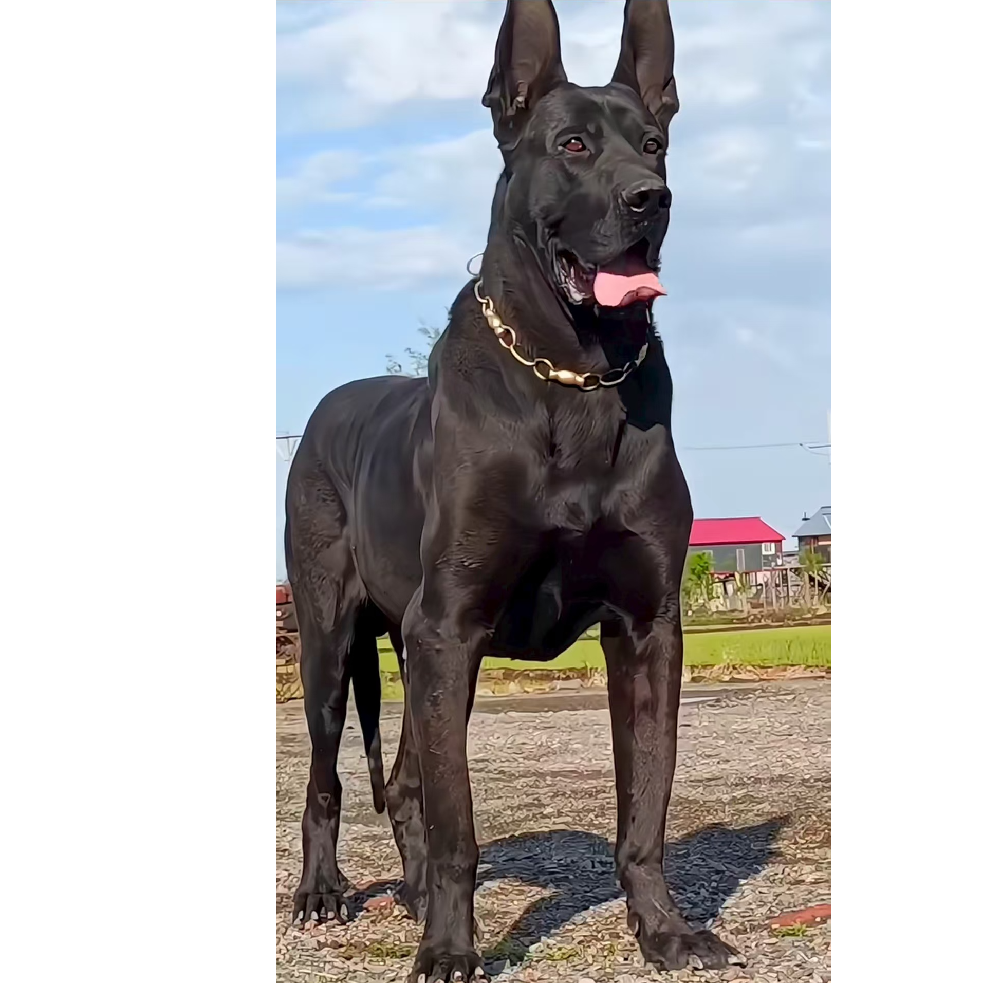 （小曹黑狼）T狗狗活体