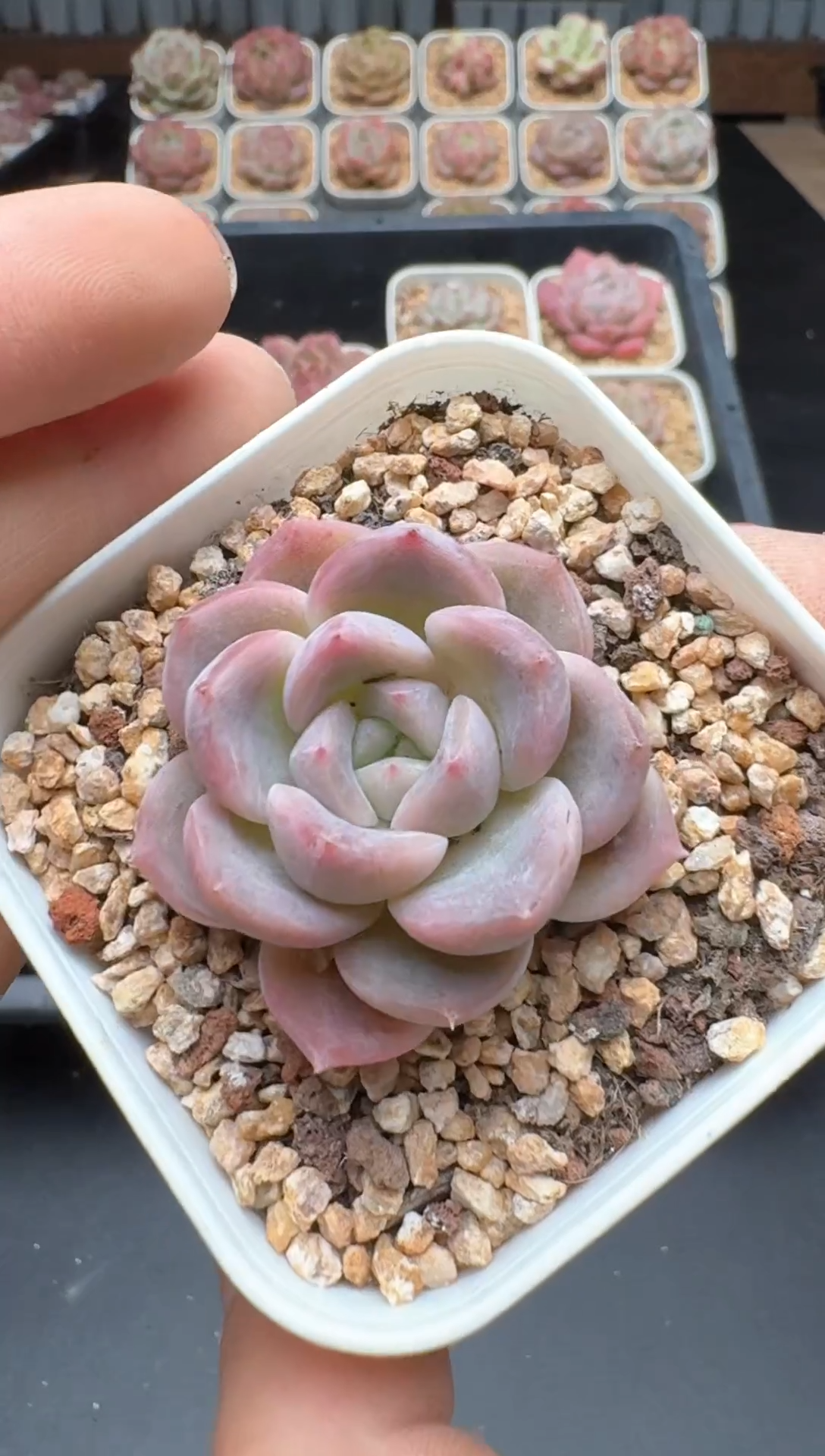 【闪购商品】184A号一物一拍多肉花卉植物拍3颗起发