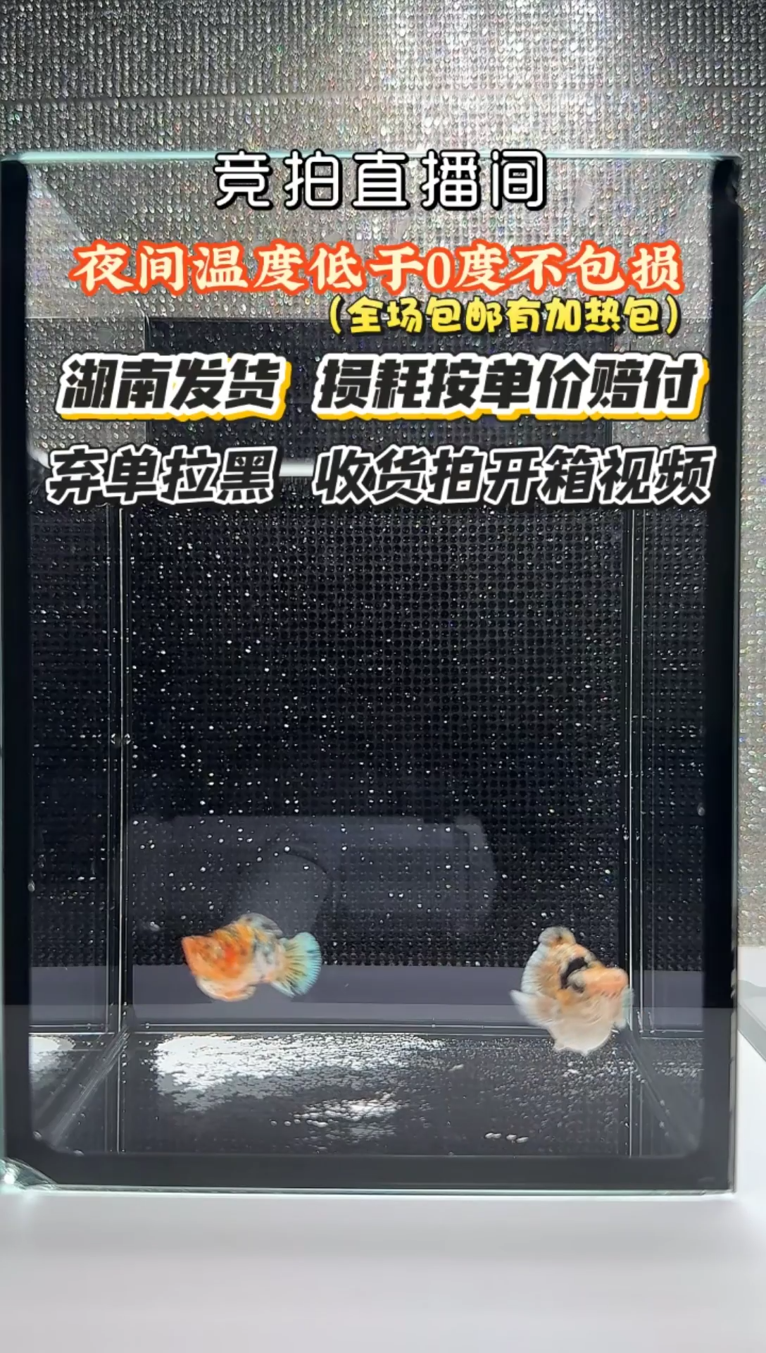 孔雀鱼皮卡丘，皮卡丘