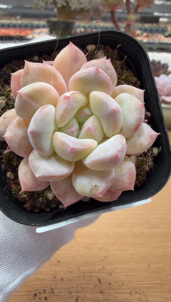 东云多肉园二店-91