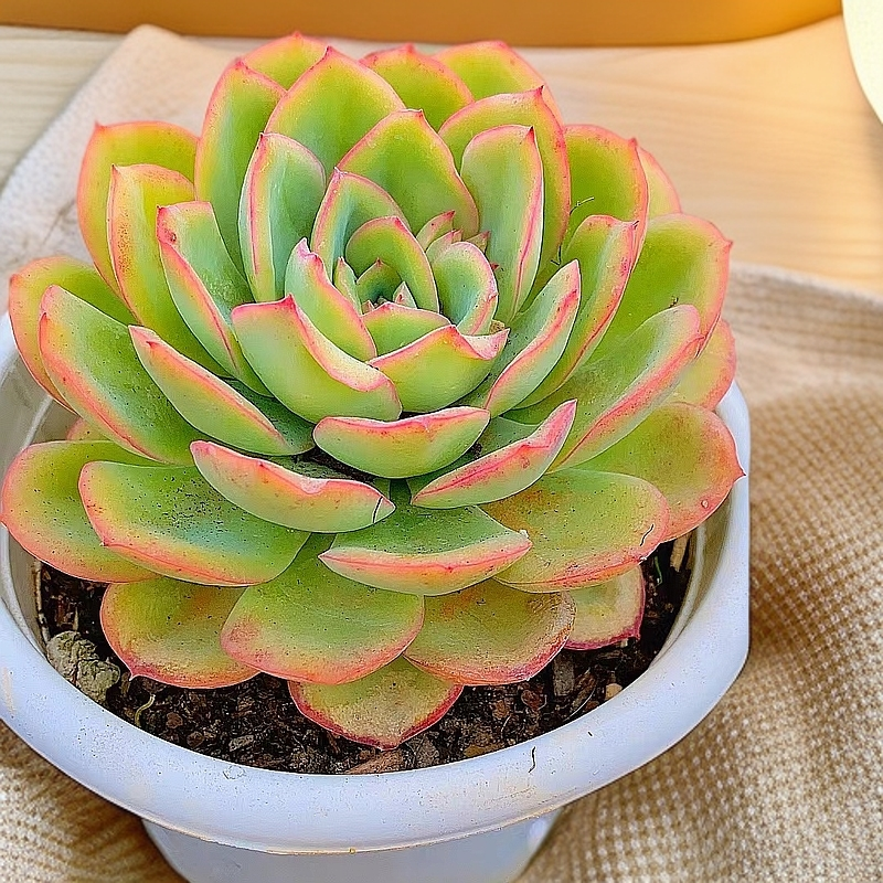 大单头起晨露 12月3号新品 单头起 脱土发 多肉【满15包邮】 