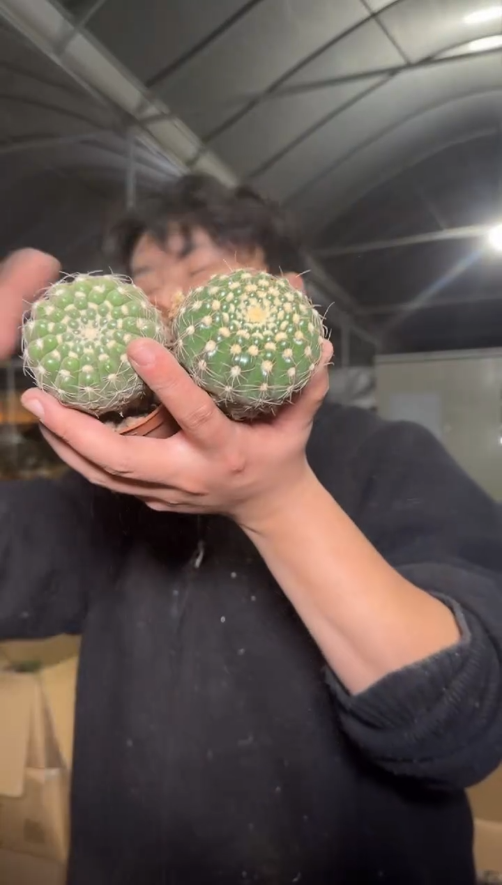 2颗 单头 眩美玉【实生根】