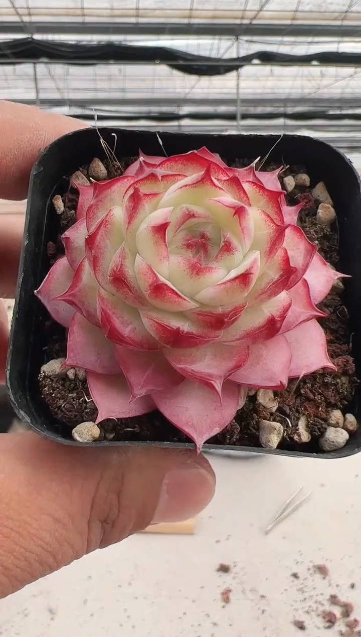 【闪购商品】灵动仙子-8