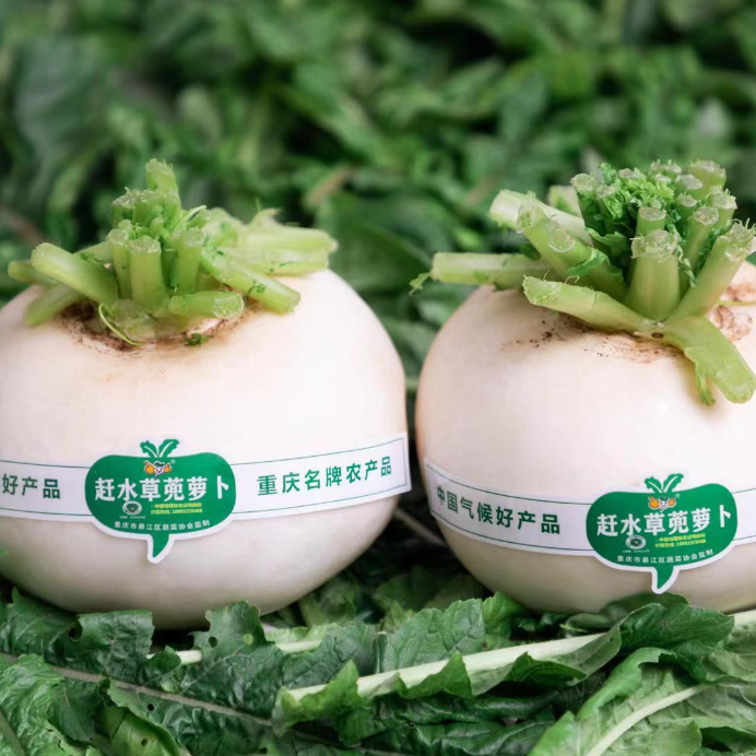 【草篼萝卜】重庆露天生长草蔸萝卜皮薄汁多肉嫩5斤包邮