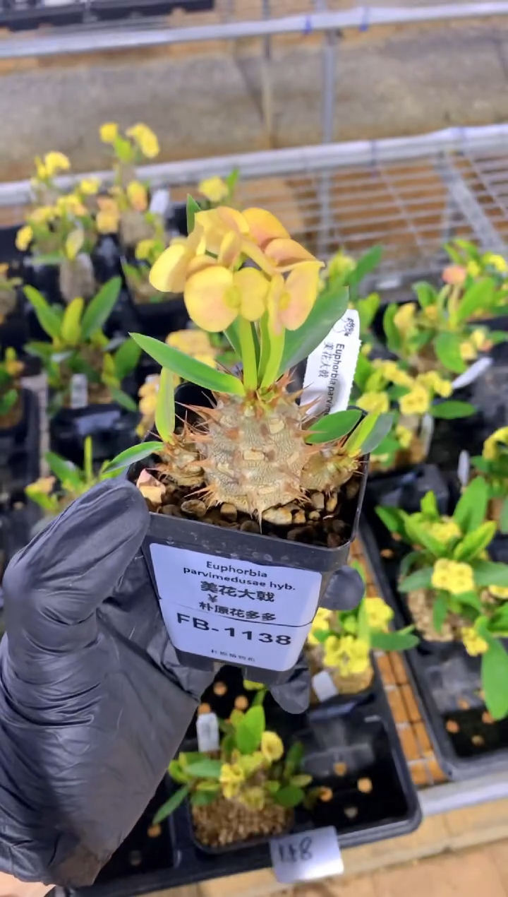 【闪购商品】美花大戟FB-1138