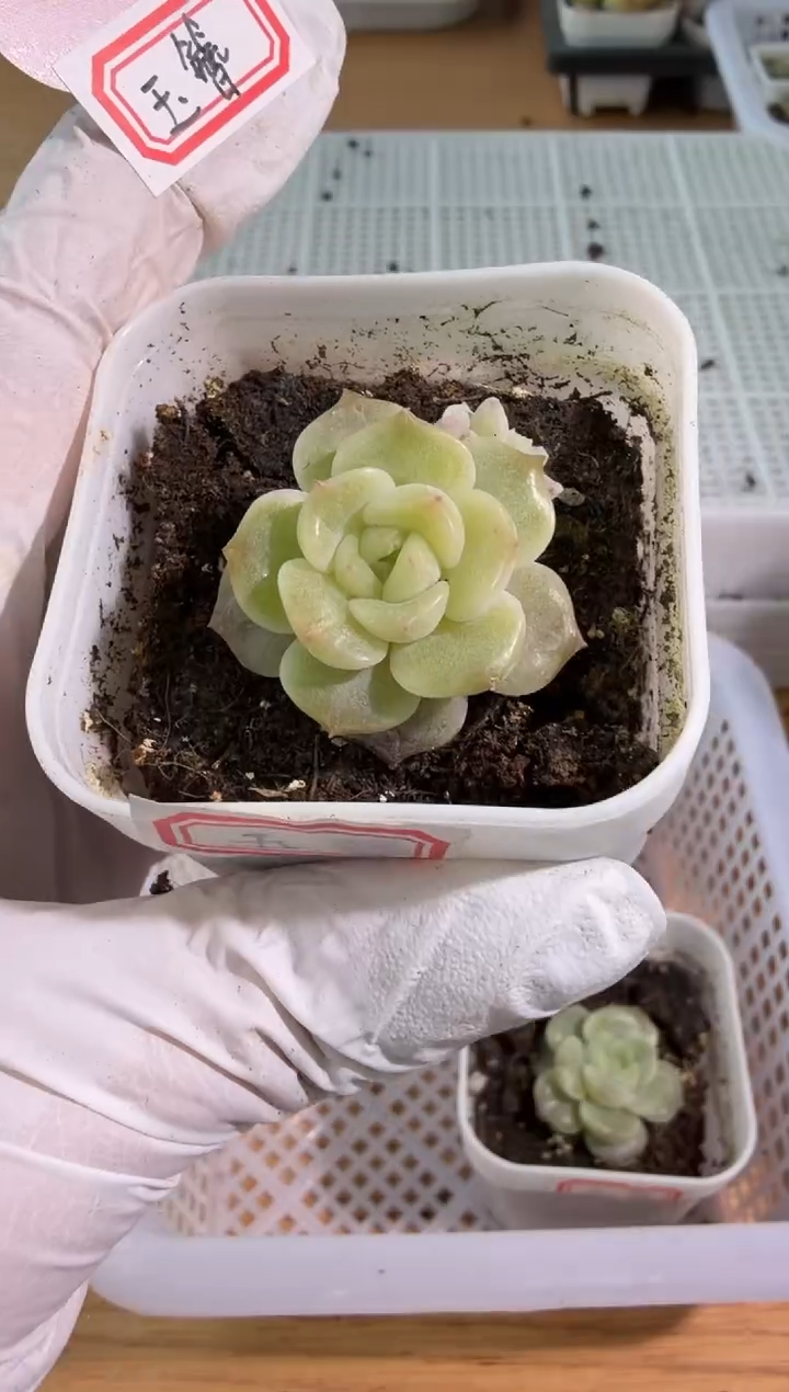 玉簪单双混 五方一盆 量拍混发