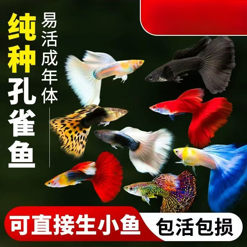 实惠套餐【精品孔雀鱼】2-3cm观赏鱼可繁衍 带胎发货包邮