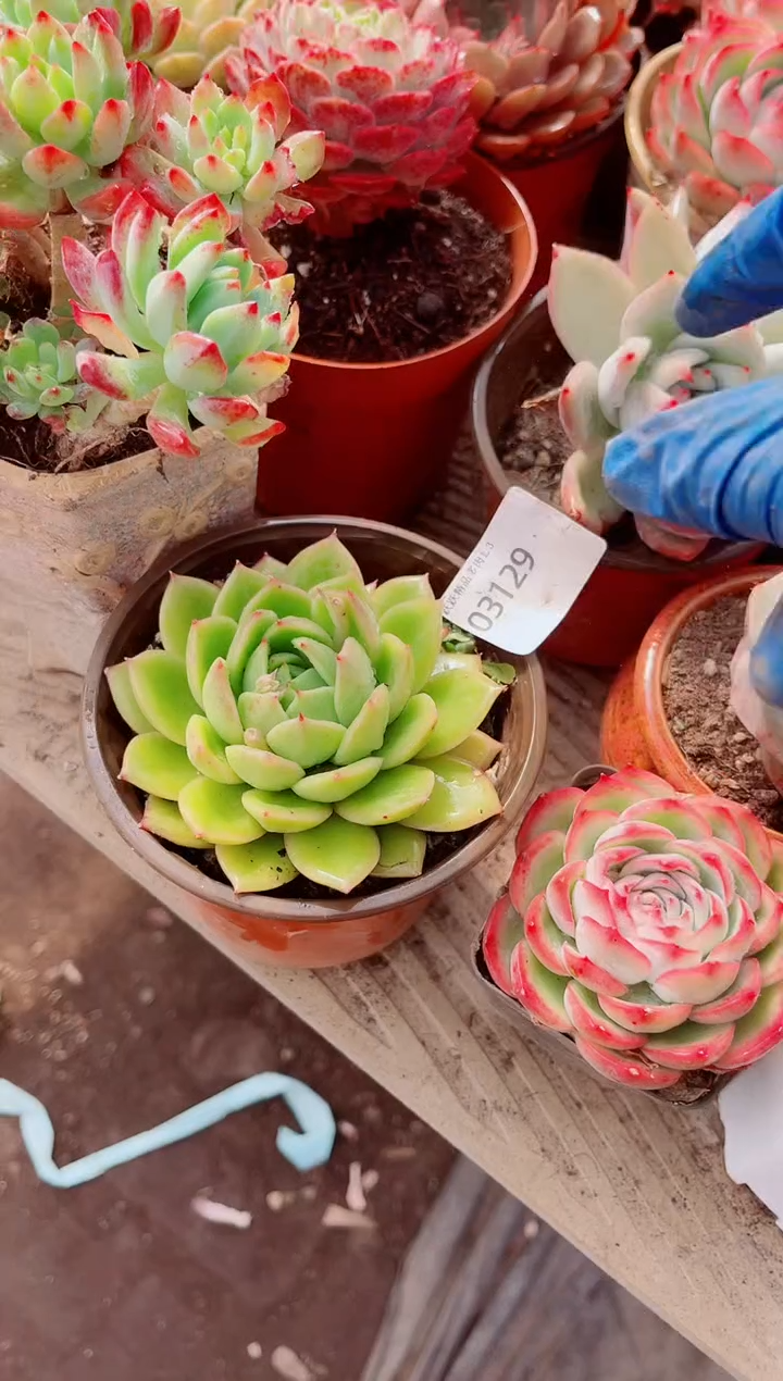 晚**鱼跃跃精品多肉03129