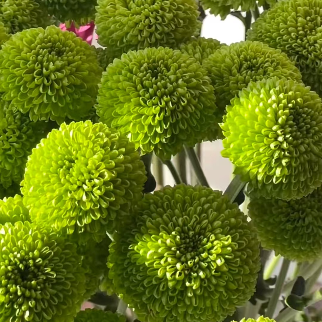 A级稀有绿色乒乓菊