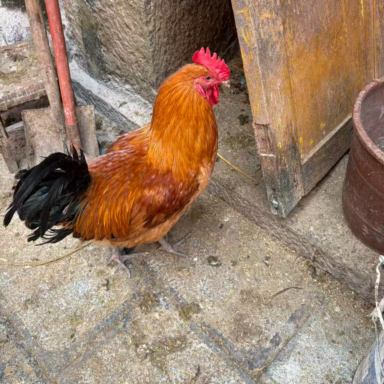 【春逗】农家散养鸡二斤发货包邮到手4只新鲜