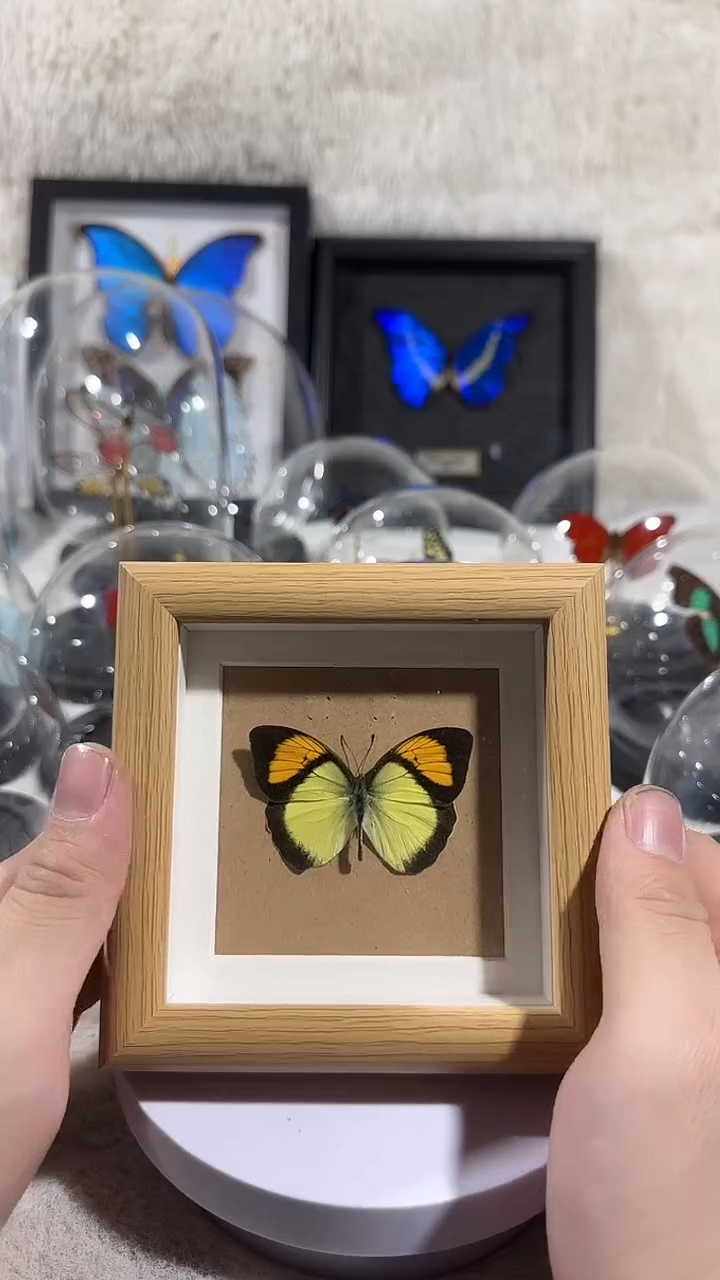 有机玻璃小框橙粉蝶  