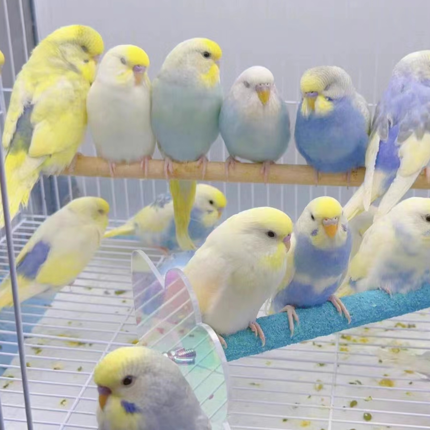 精品特色金彩大头会学说话可爱粘人