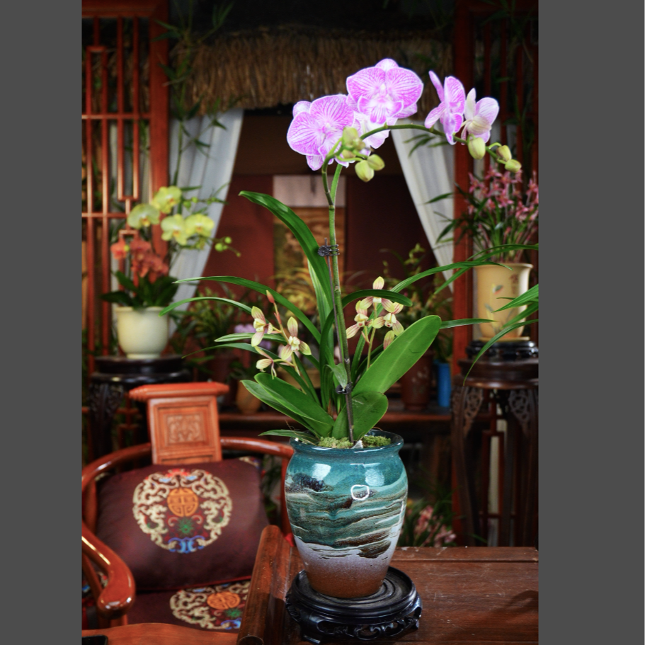 蝴蝶兰 带花苞 [清风蝶影] 兰花和蝴蝶兰组合配 山水画陶瓷盆艺术