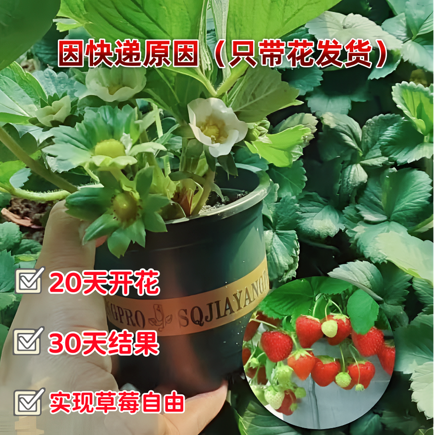 草莓苗带盆四季阳台室内外奶油草 莓盆栽绿植