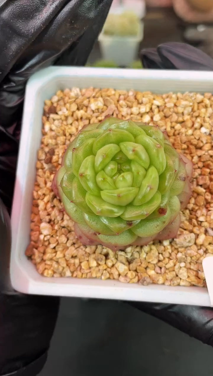 闪购2118 灯泡多肉一颗 3.8-4厘米