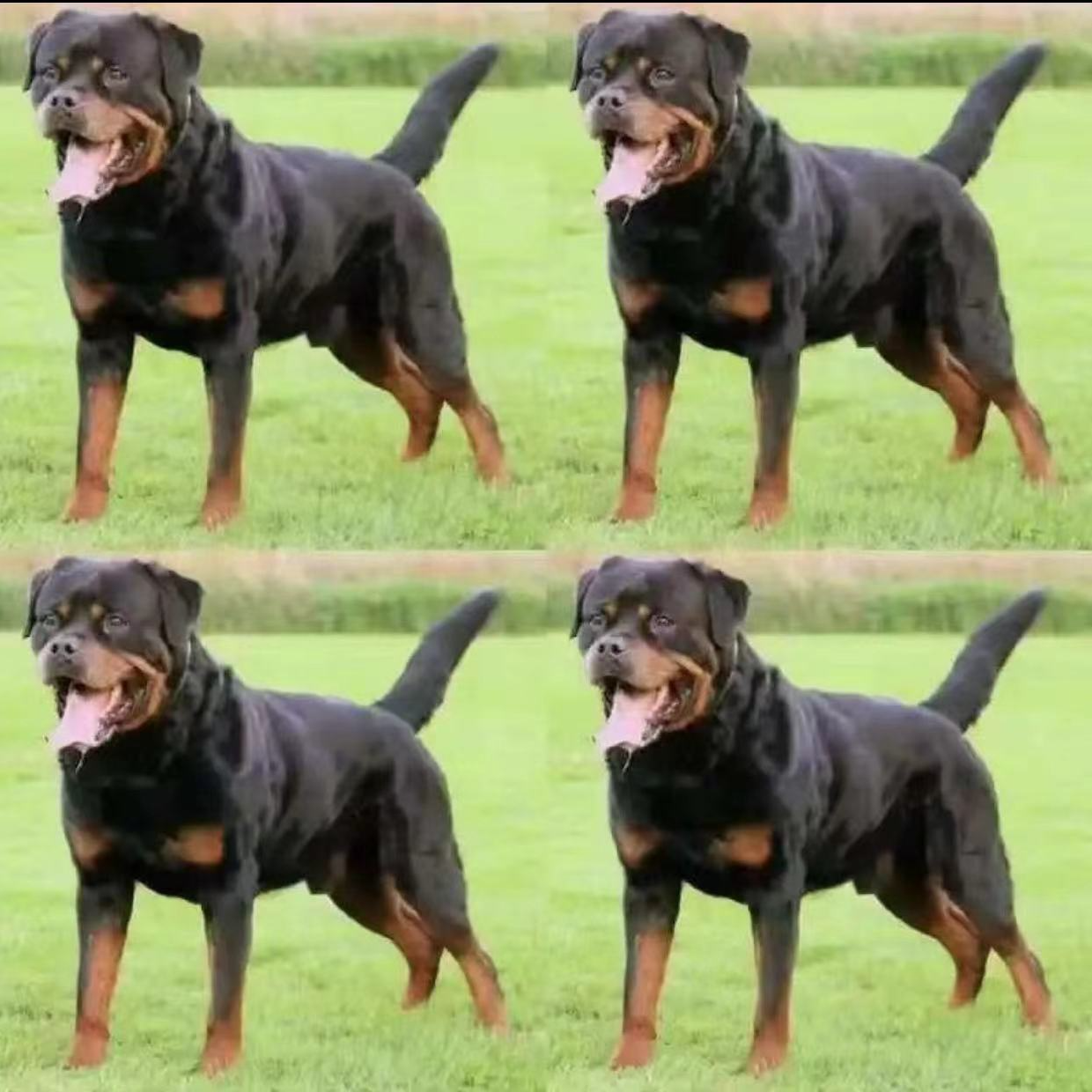 新（长疆犬业）狗狗活体