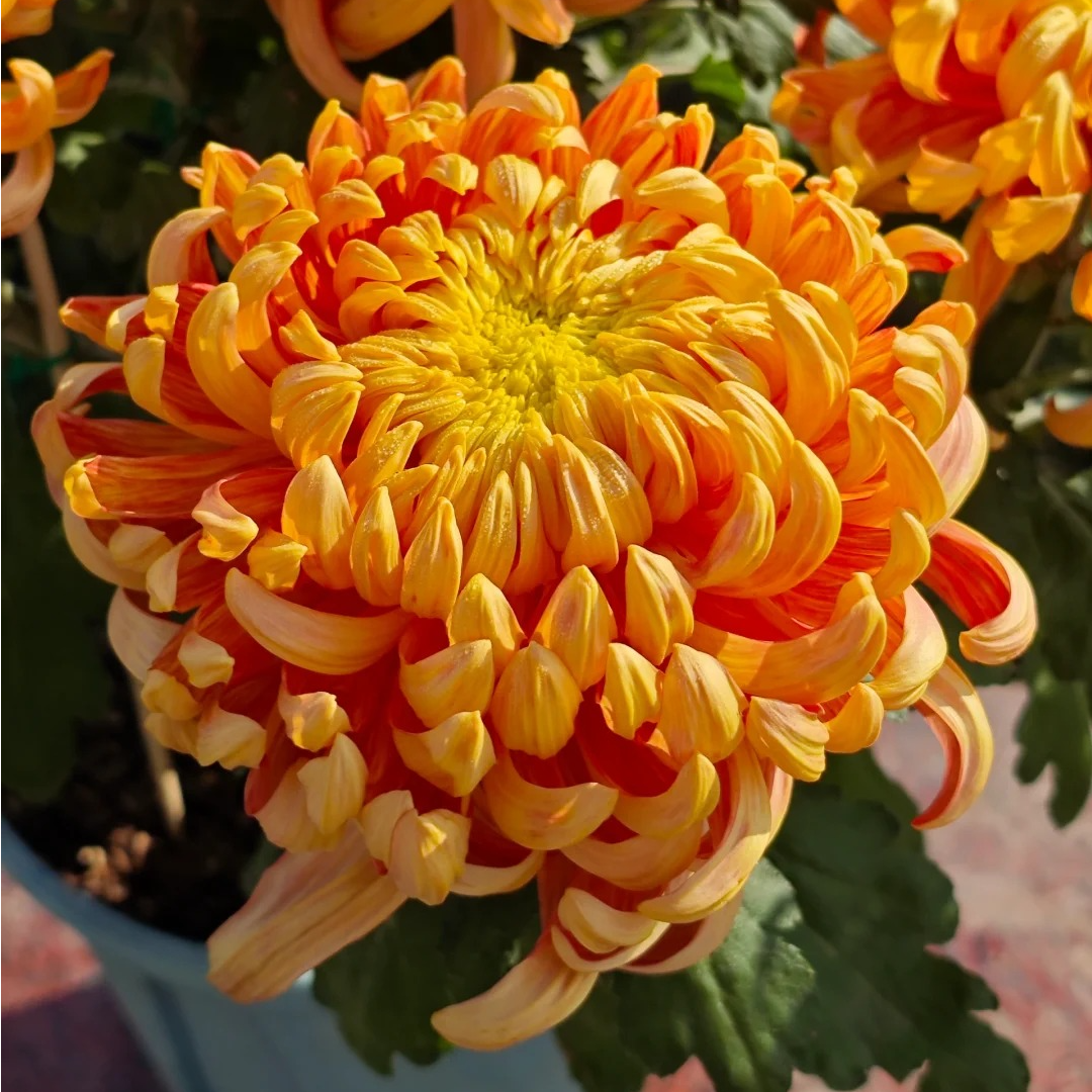 【 太平红叶】大花花王大花富贵菊花盆栽九月菊 开花漂亮耐寒