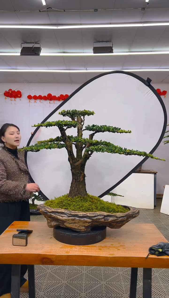 【闪购商品】盆景1