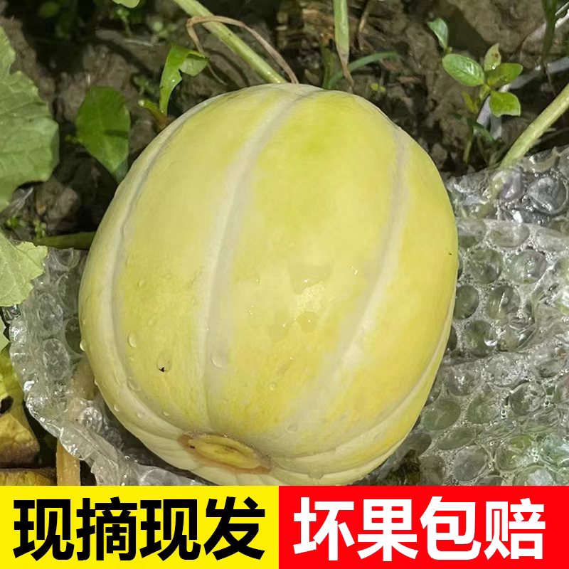 内蒙古磴口县白莲脆小香瓜人甜瓜新鲜香甜当季水果