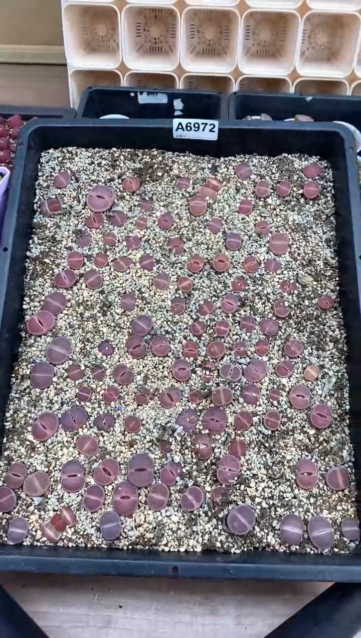 【闪购商品】6972直播一物一拍