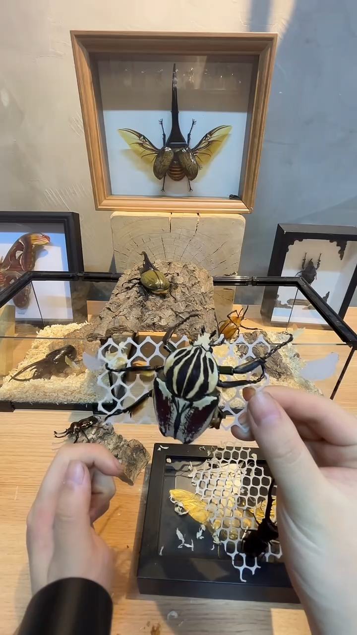 白色蚕宝宝大王花gg