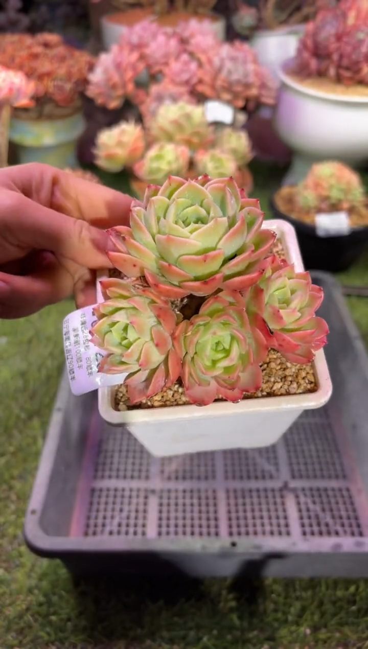 【闪购商品】06728