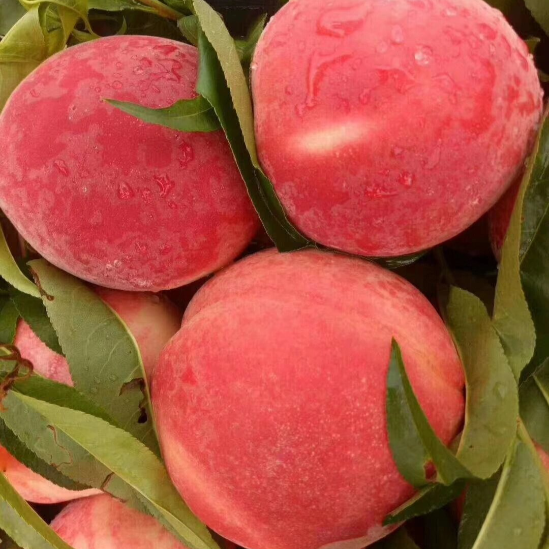 山东沂蒙黄金水蜜桃
