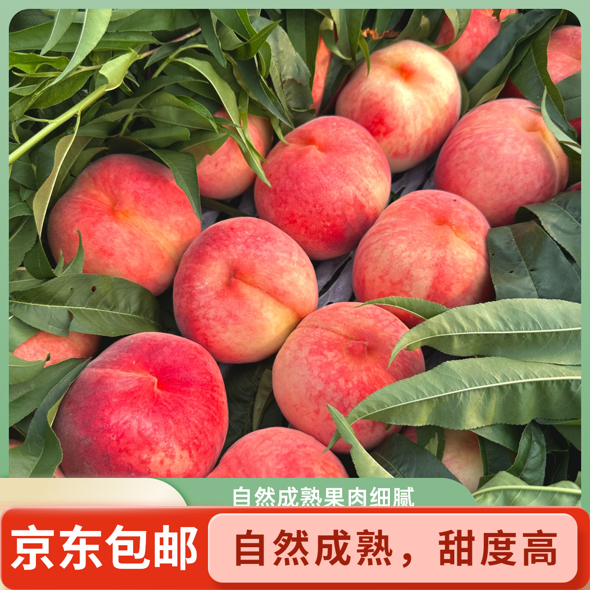 [京东包邮]现摘唐山水蜜桃 清甜可口 新鲜采摘应季水果河北省