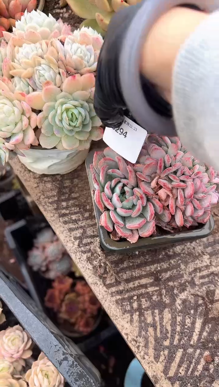 兽*多肉植物一物一拍23294