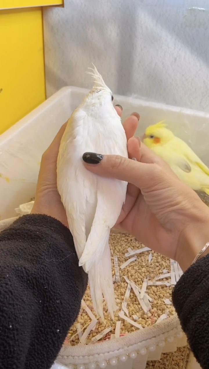 玄凤鹦鹉/鸡尾鹦鹉青｜白脸百帕4051（公）