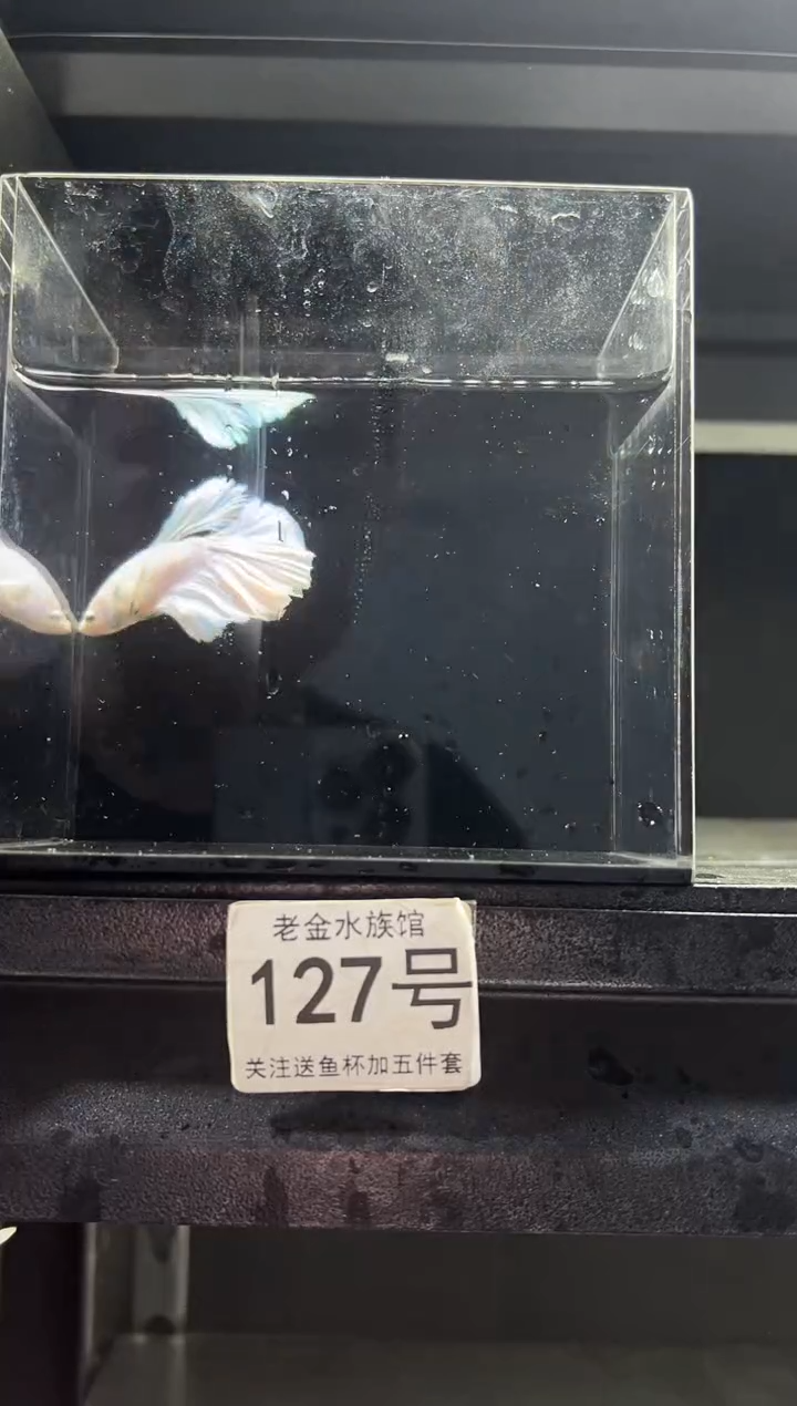 斗鱼泰国斗鱼竞拍127