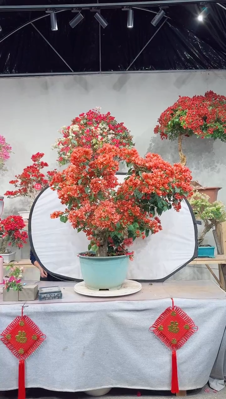 【闪购商品】盆景不甜西瓜