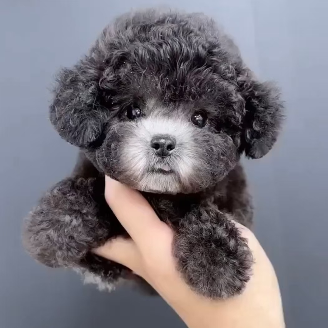 （元元萌宠）T小狗狗活体