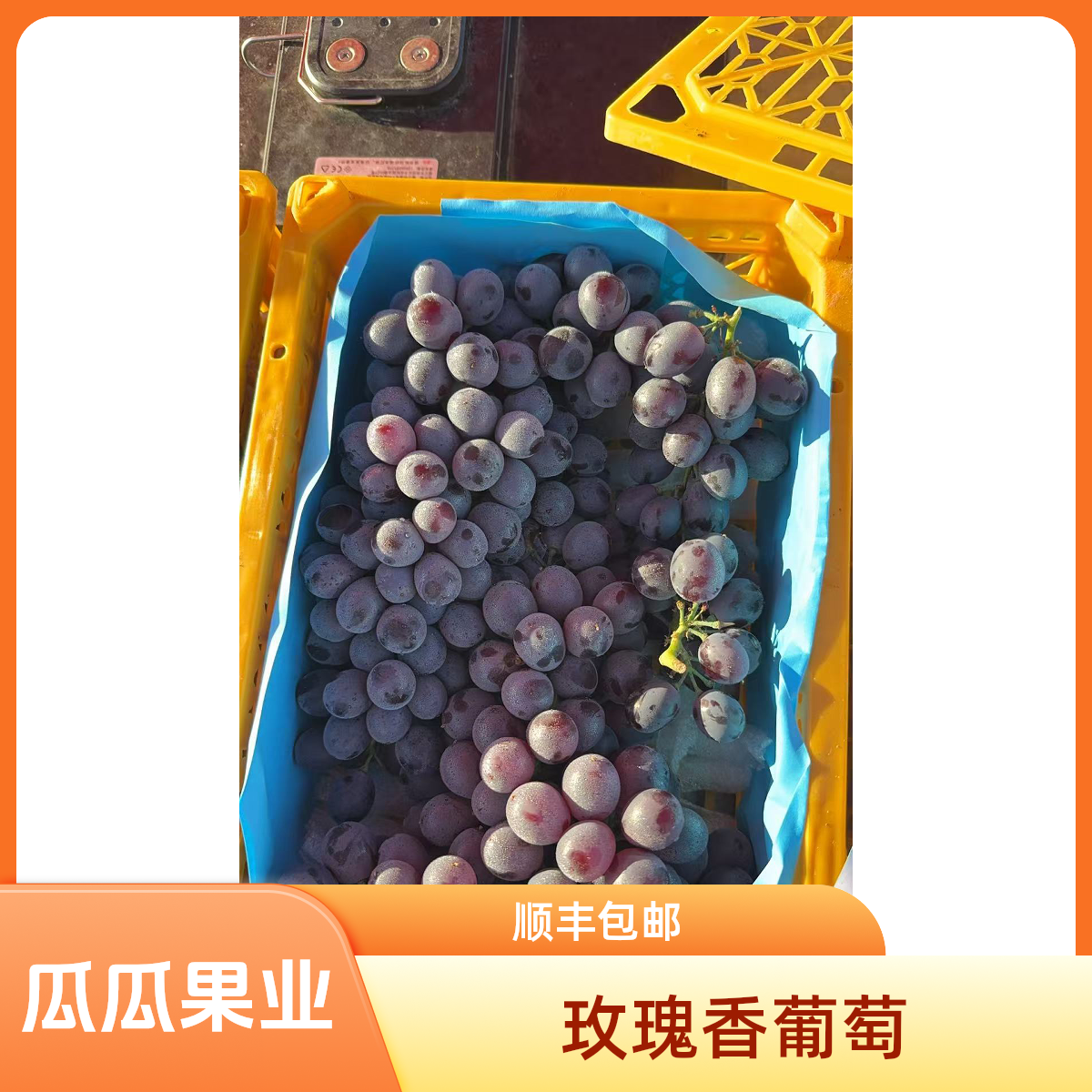 【瓜瓜果业】新鲜玫瑰香葡萄 一件2.4-2.7斤 辽宁发货 顺丰包邮