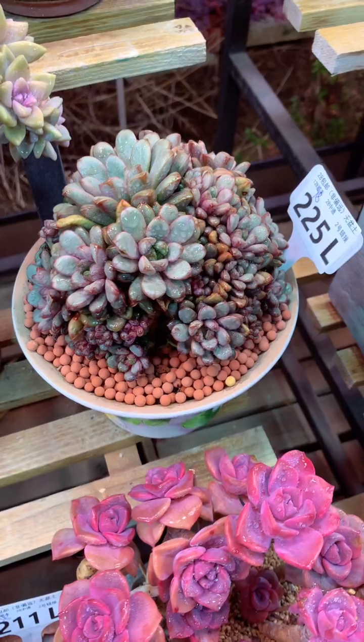225L（一物一拍，精品多肉，所见即所得 ）