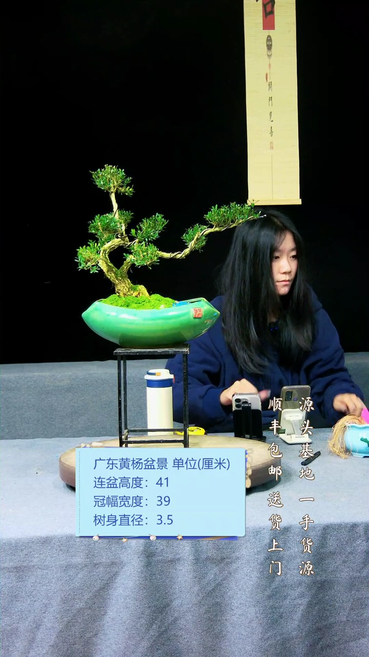 【闪购商品】黄杨盆景黄杨盆景