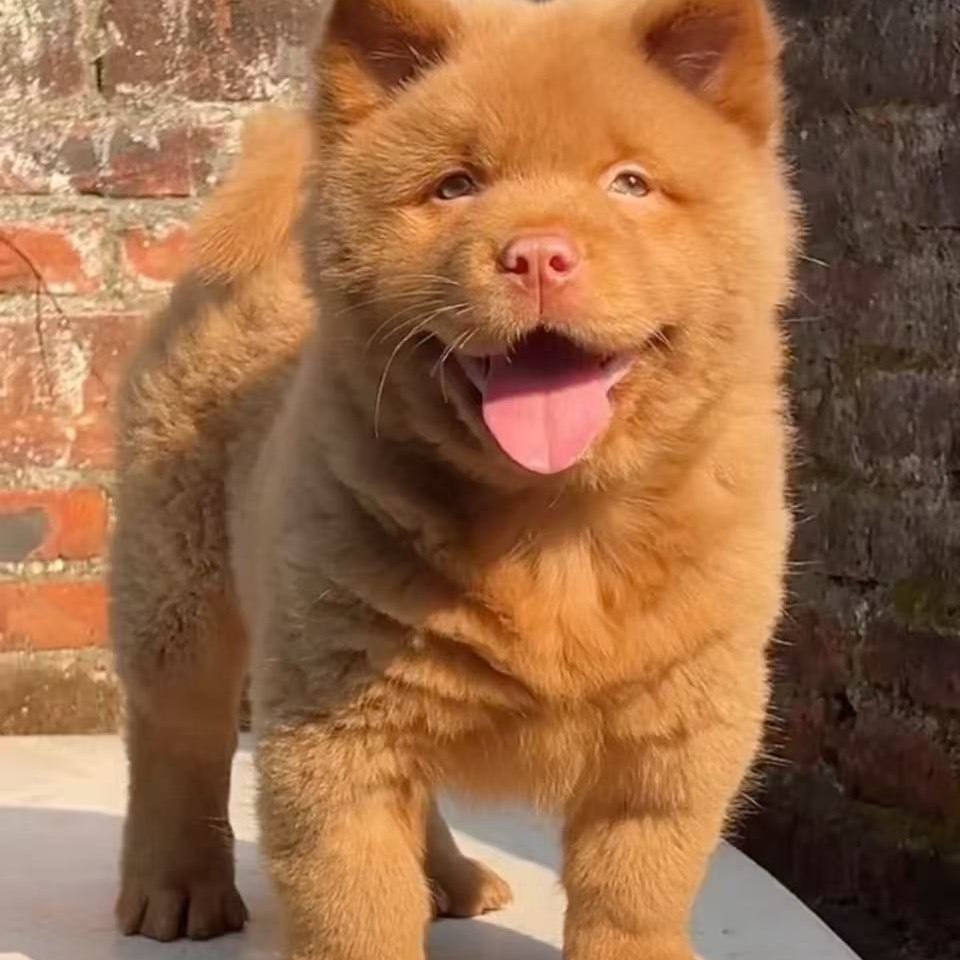 五红五黑土松田园犬可爱小狗狗宠物活体