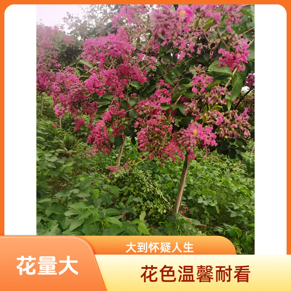 欧洲红丝绒紫薇天鹅绒紫薇变异品种更耐寒花量更大花期更长庭院