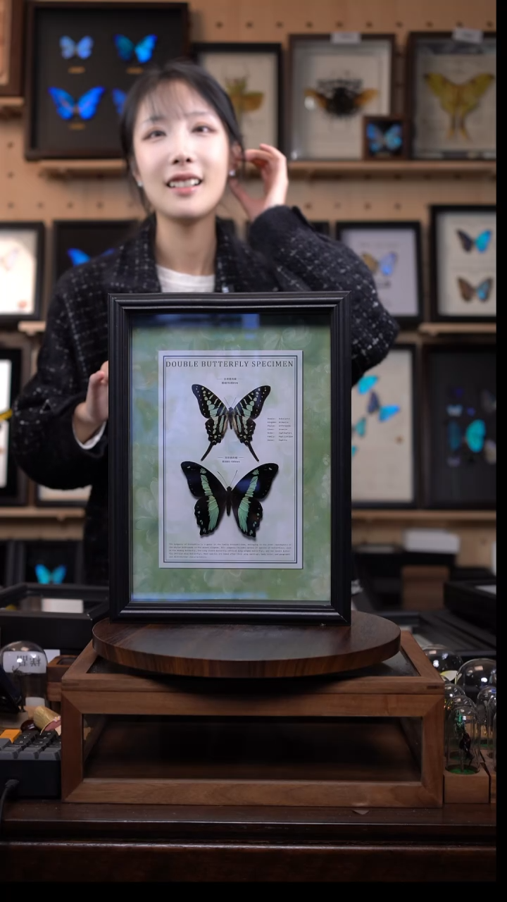 碎斑青凤蝶+玉石德凤蝶淡绿底新版