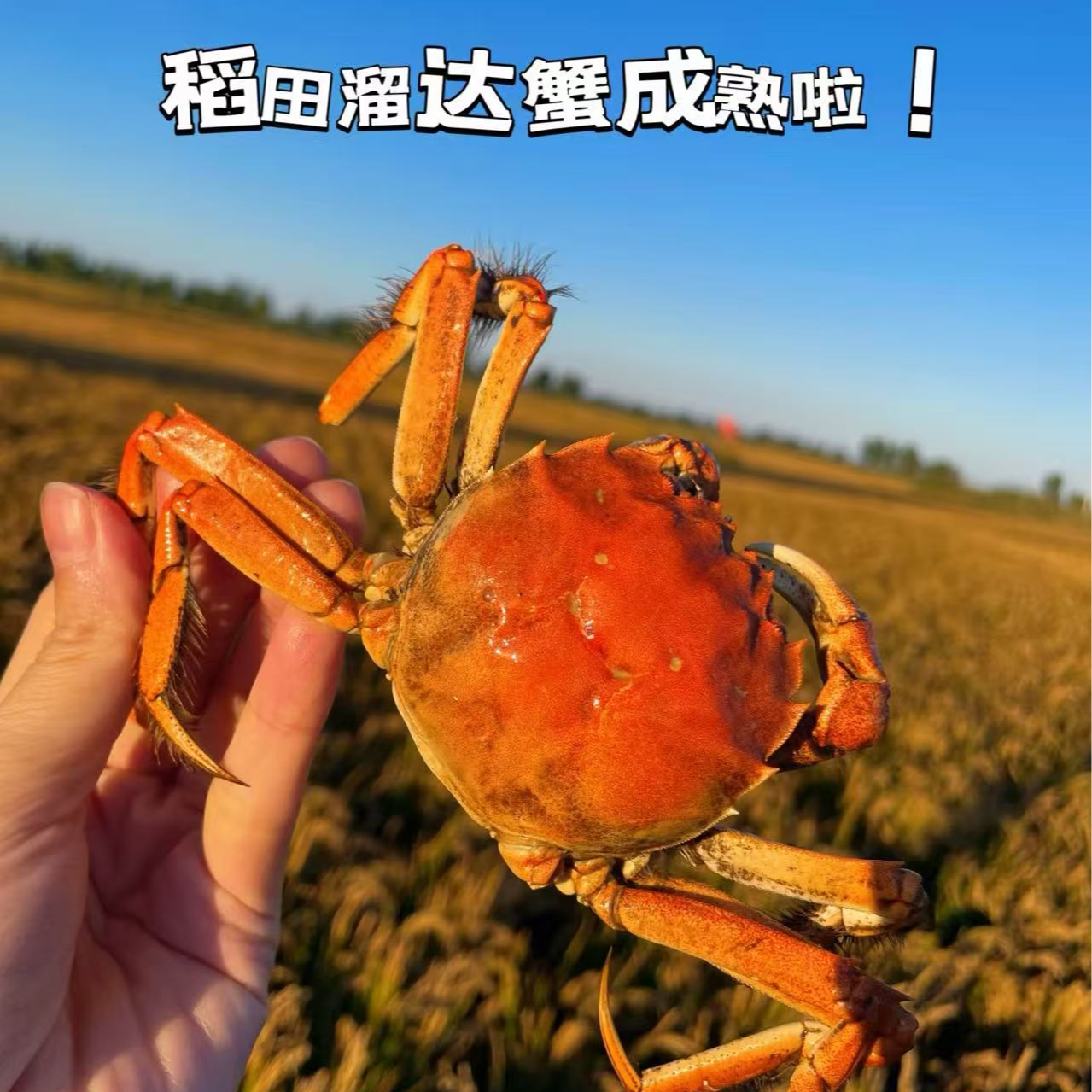 【活蟹】盘锦河蟹  1.2~1两/只 到手24只 12公 12母 ，顺丰包邮