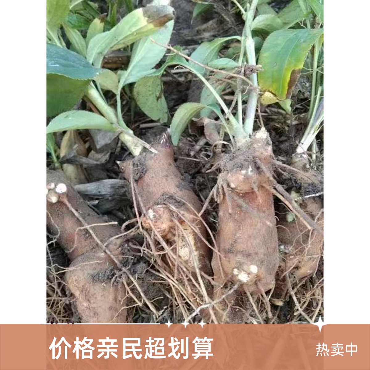 优质白术芽头新鲜现挖白术芽头白术芽头河北改良白术芽头