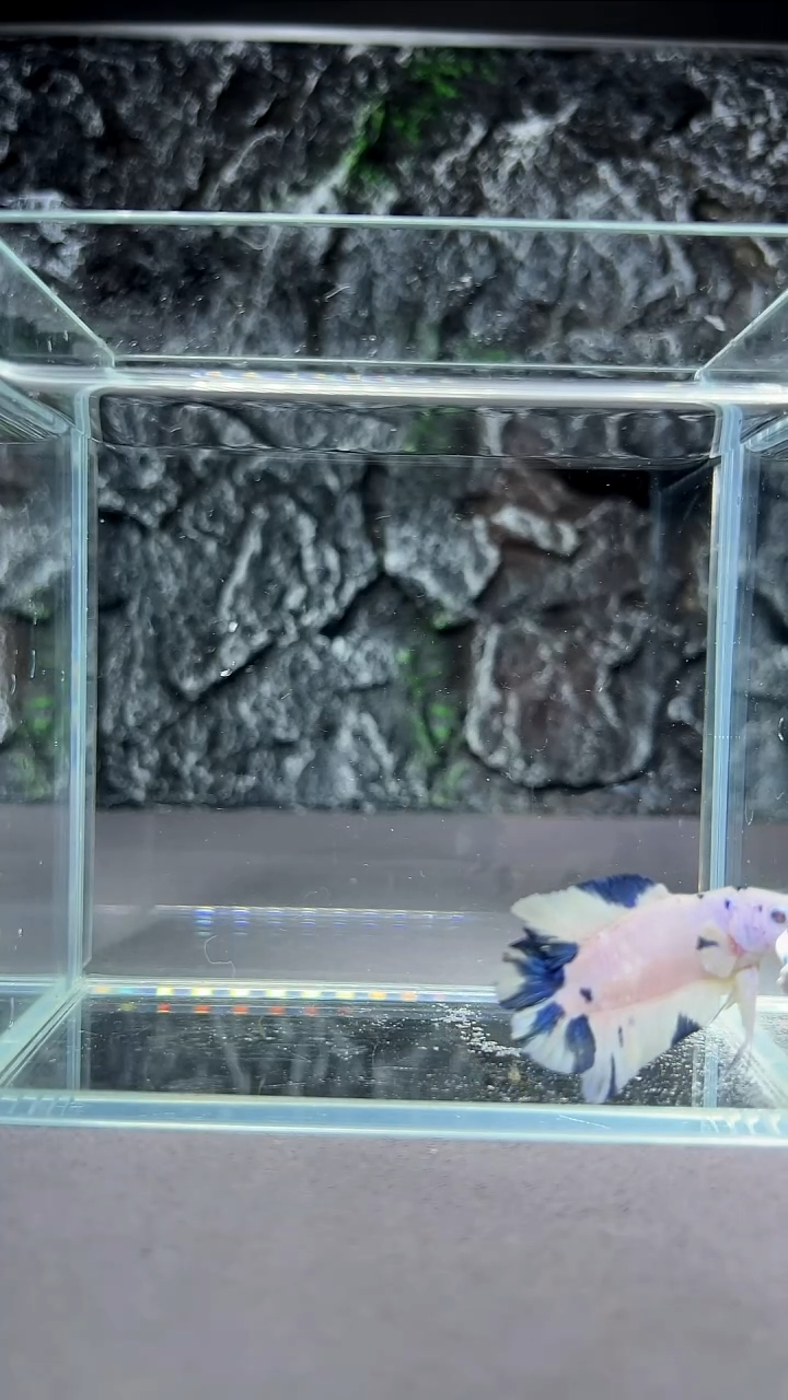 斗鱼竞拍链接A071